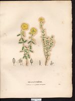 Hélianthème à feuilles de serpolet (Helianthemum serpilly-folium, Cistus), hélianthème commun (Helianthemum hirtum). Cliquer pour agrandir l'image.