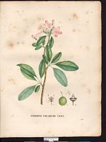 Malus sempervirens (Pyrus angustifolia), Malus angustifolia. Cliquer pour agrandir l'image.