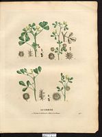 Luzerne tachetée (Medicago maculata), luzerne d'Arabie (Medicago arabica). Cliquer pour agrandir l'image.