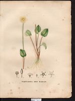 Parnassia palustris. Cliquer pour agrandir l'image.
