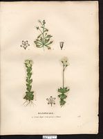 Saxifrage sillonée (sic) (Saxifraga exarata), saxifrage sillonnée (Saxifraga exarata). Cliquer pour agrandir l'image.