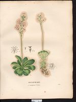 Saxifrage geum (Saxifraga geum), (Micranthes geum). Cliquer pour agrandir l'image.