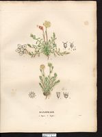 Saxifrage hypne (Saxifraga hypnoides). Cliquer pour agrandir l'image.