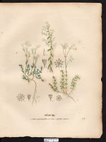 Sédum faux-oignon (Sedum caepea), Orpin pourpier (Sedum cepaea). Cliquer pour agrandir l'image.
