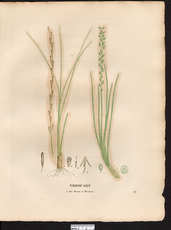 Troscart des marais (Triglochin palustre), troscart des marais (Triglochin palustris)