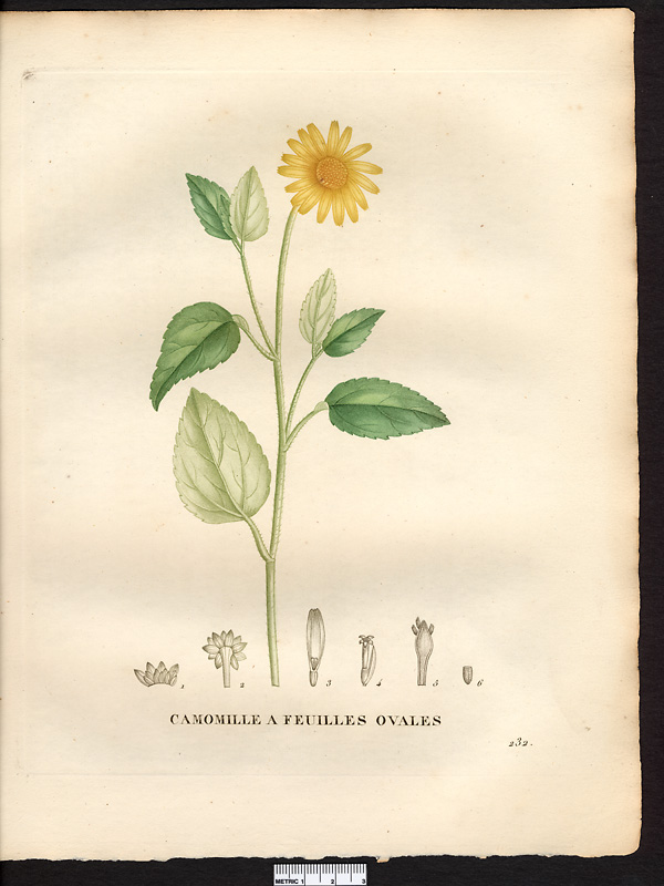 Anthemis ovalifolia, heliopsis oppositifolia