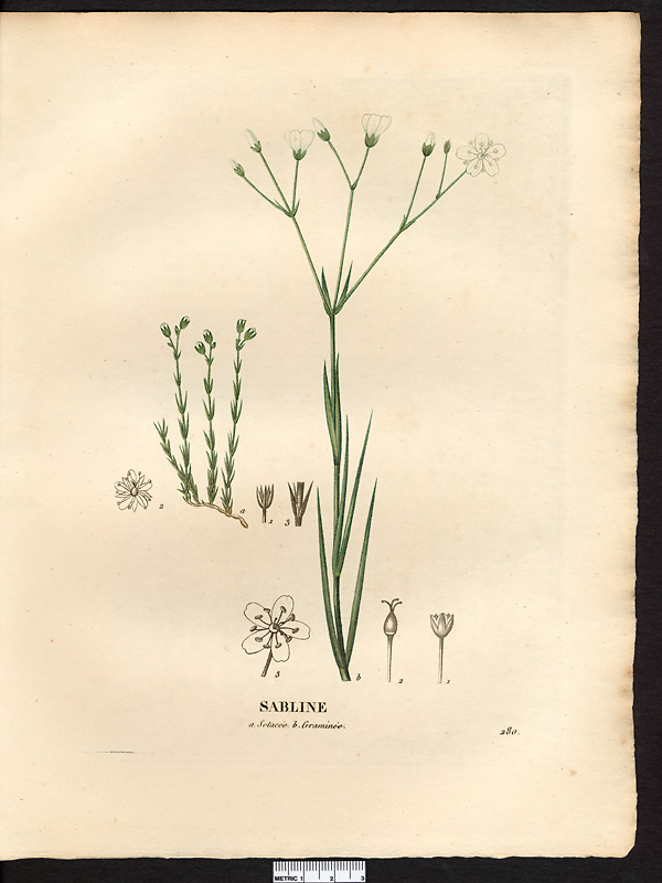 Sabline graminée (Arenaria graminifolia)