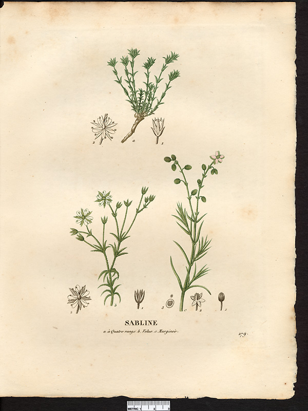 Sabline velue (Arenaria hispida), sabline hérissée (Arenaria hispida)