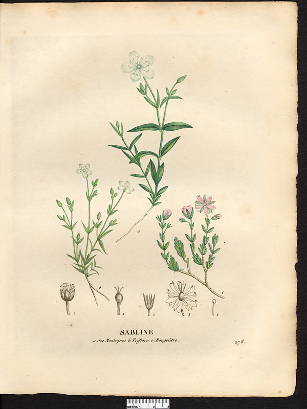 Sabline triflore (Arenaria triflora), sabline à grandes fleurs (Arenaria grandiflora)