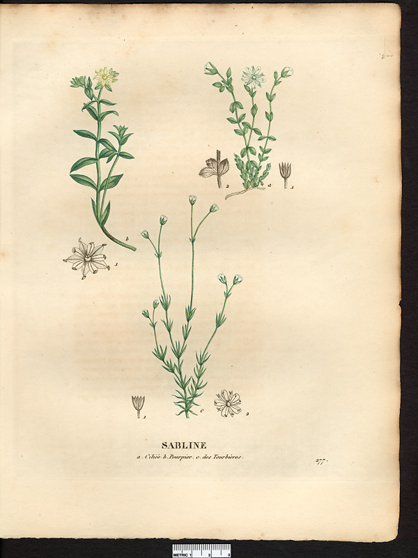 Sabline des tourbières (Arenaria uliginosa), sabline dressée, sabline des marais, minuartie dressée (Arenaria stricta)