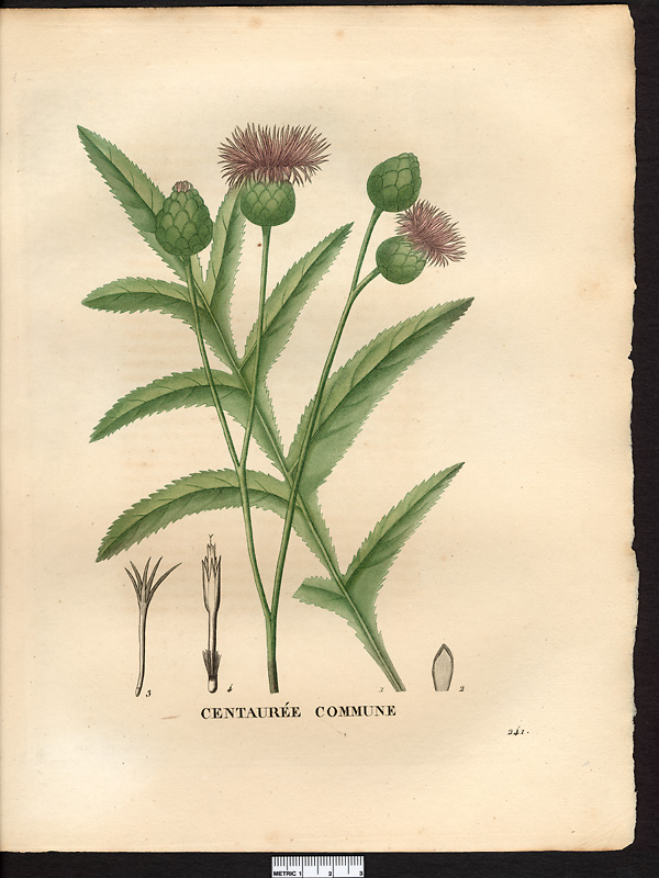 Centaurea centaurium