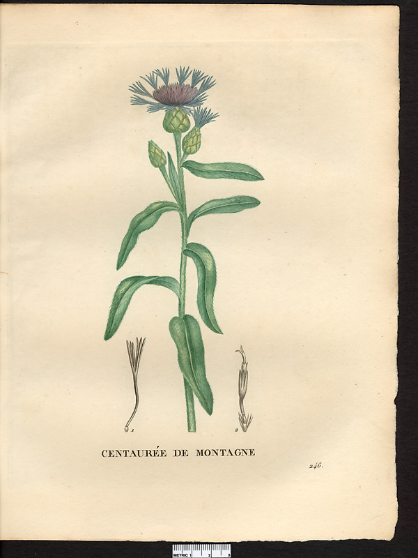 Centaurea montana