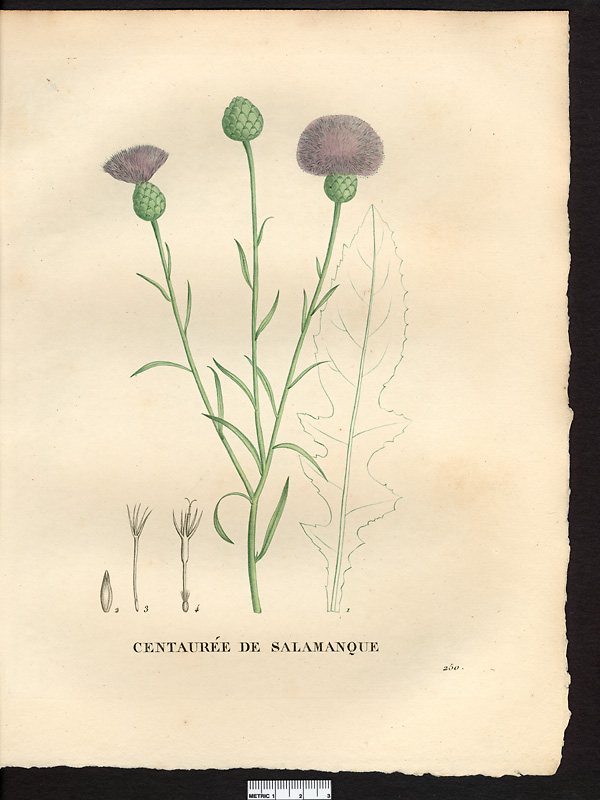 Centaurea salmantica, mantisalca salmantica