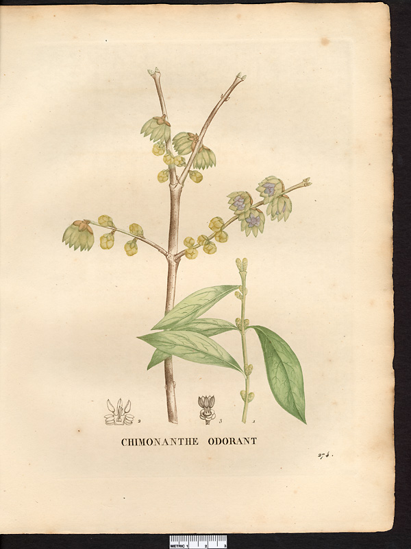 Chimonanthus fragrans, chimonanthus praecox