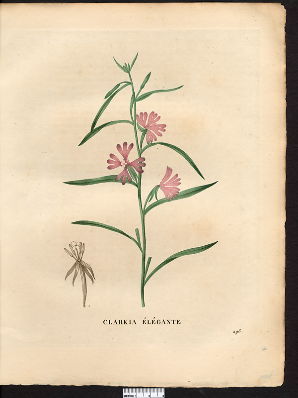 Clarkia pulchella