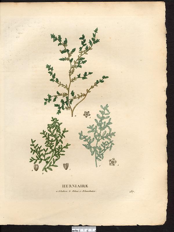 Herniaire blanchâtre (Herniaria incana)