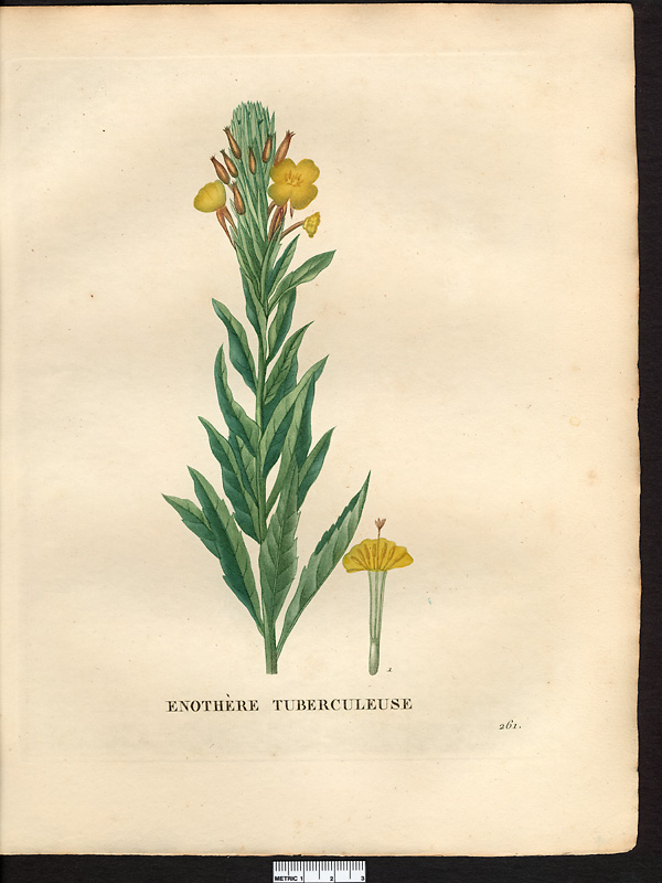 Oenothera muricata