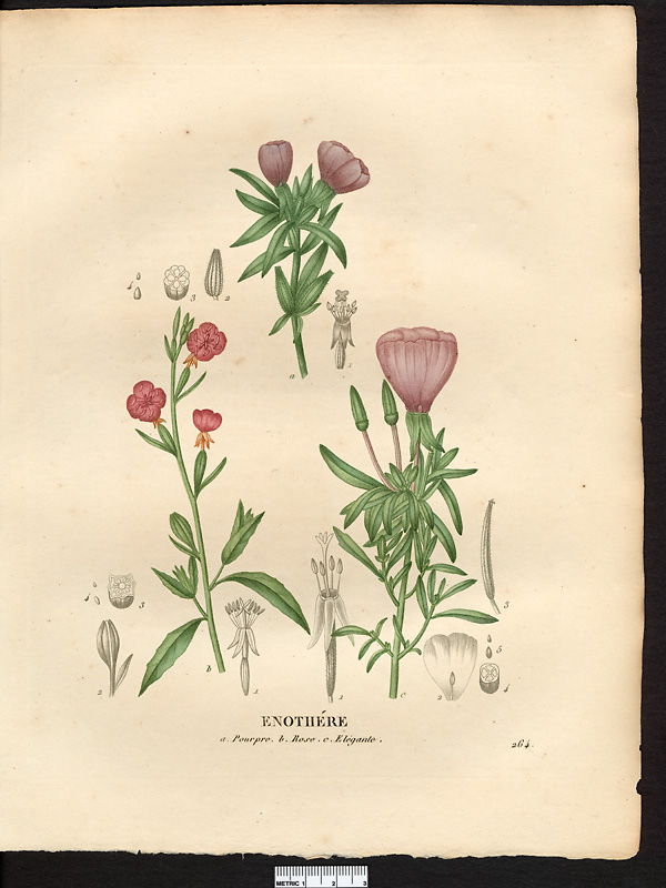 Énothére (sic) pourpre (Oenothera purpurea), énothère pourpre (Clarkia purpurea)