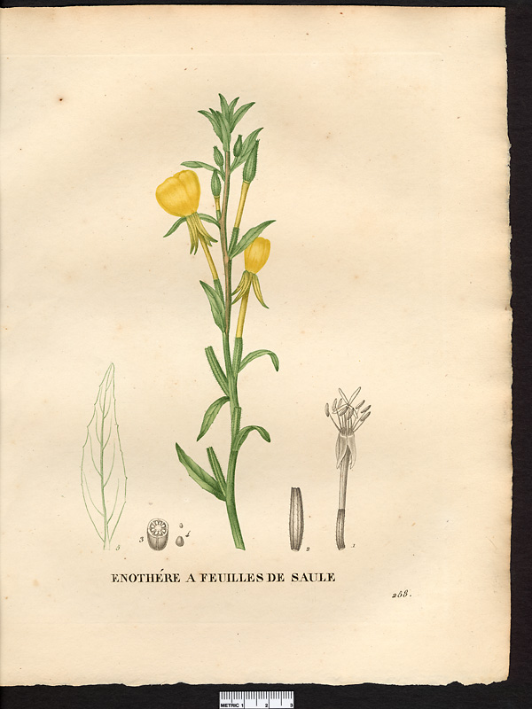 Oenothera salcifolia