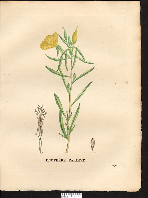 Oenothera serotina, oenothera fruticosa