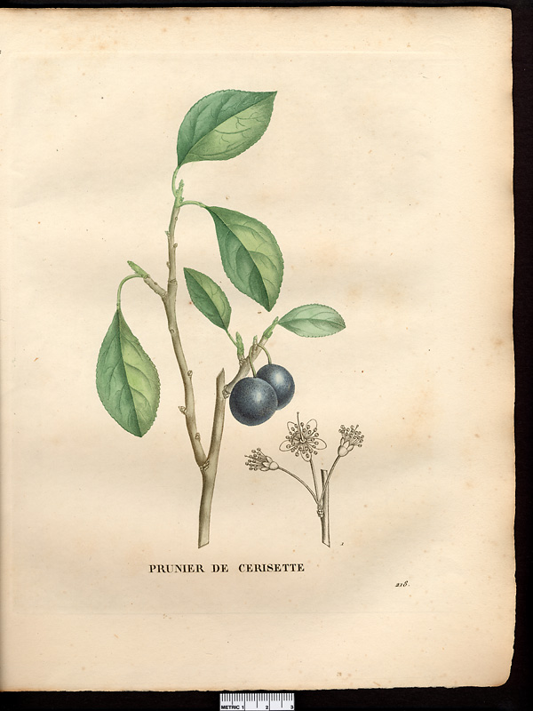 Prunus acinara