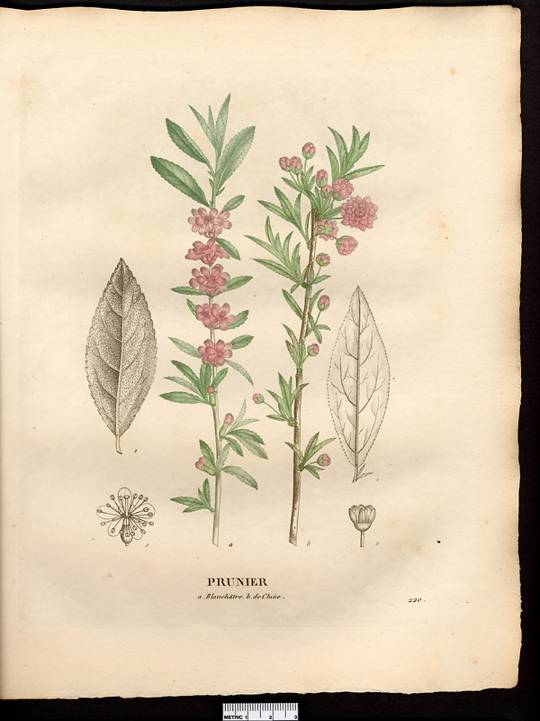 Prunier blanchâtre (Prunus incana), prunier prostré (Prunus prostrata)