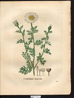 Anthemis altissima. Cliquer pour agrandir l'image.