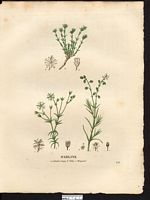 Sabline velue (Arenaria hispida), sabline hérissée (Arenaria hispida). Cliquer pour agrandir l'image.