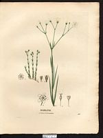 Sabline sétacée (Arenaria setacea), alsine sétacée (Minuartia setacea). Cliquer pour agrandir l'image.