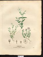 Sabline triflore (Arenaria triflora), sabline à grandes fleurs (Arenaria grandiflora). Cliquer pour agrandir l'image.