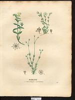 Sabline des tourbières (Arenaria uliginosa), sabline dressée, sabline des marais, minuartie dressée (Arenaria stricta). Cliquer pour agrandir l'image.