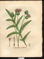 Centaurea centaurium. Cliquer pour agrandir l'image.