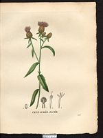 Centaurea jacea. Cliquer pour agrandir l'image.