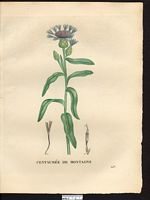 Centaurea montana. Cliquer pour agrandir l'image.