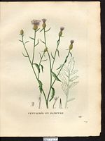 Centaurea paniculata. Cliquer pour agrandir l'image.