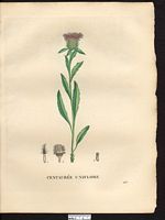 Centaurea uniflora. Cliquer pour agrandir l'image.