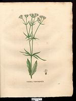 Fedia coronata (Valeriana), Valerianella coronata. Cliquer pour agrandir l'image.