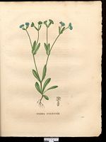 Fedia olitoria (Valeriana), Valerianella locusta. Cliquer pour agrandir l'image.