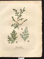 Herniaire velue (Herniaria hirsuta), herniaire hirsute (Herniaria hirsuta). Cliquer pour agrandir l'image.