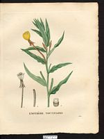 Oenothera noctiflora. Cliquer pour agrandir l'image.
