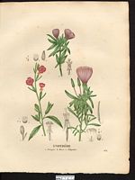 Énothére (sic) rose (Œnothera rosea), onagre rose (Oenothera rosea). Cliquer pour agrandir l'image.
