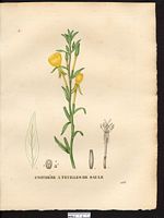 Oenothera salicifolia. Cliquer pour agrandir l'image.