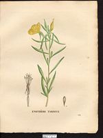 Oenothera serotina. Oenothera fruticosa. Cliquer pour agrandir l'image.