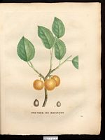 Prunus brigantiaca. Prunus brigantina. Cliquer pour agrandir l'image.