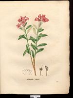Rhododendron hirsutum. Cliquer pour agrandir l'image.