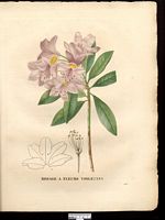Rhododendron ponticum. Cliquer pour agrandir l'image.