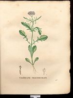 Valeriana calcitrapa. Centranthus calcitrapae. Cliquer pour agrandir l'image.