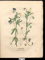 Violette des champs (Viola arvensis), pensée des champs (Viola arvensis). Cliquer pour agrandir l'image.