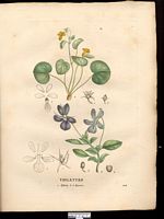 Violette biflore (Viola biflora), pensée à deux fleurs (Viola biflora). Cliquer pour agrandir l'image.