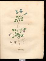 Violette nummulaire (Viola nummularifolia). Cliquer pour agrandir l'image.